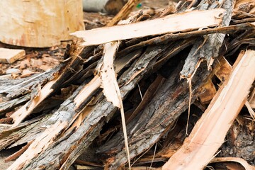 Bark of Cedar Tree