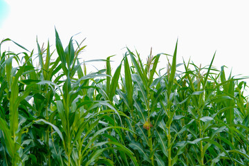 Fototapeta premium green corn agriculture field in India