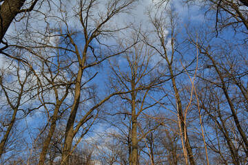 Leafless trees in early spring. View on forest on the background of blue sky with light clouds
