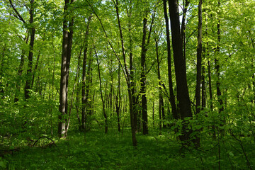 Fototapeta na wymiar Beautiful lush green forest in spring. Fresh green grass and foliage of trees.