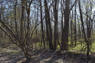Forest in spring. Trees with budding leaves