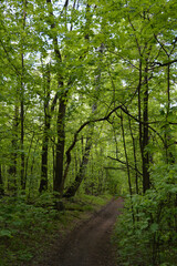 Fototapeta premium Walking path through lush green forest with undergrowth in summer day.