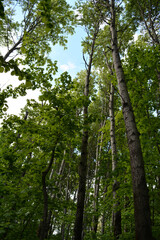 Forest in summer. View from below on tall trees with green foliage