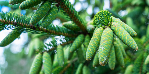 A bunch of green cones in transparent resin on spruce branches