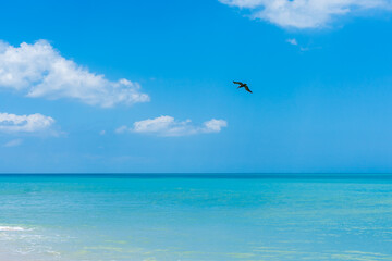 Fototapeta na wymiar Blue-green ocean wave and a pelican flying in the distance in Florida in spring