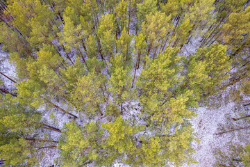 Aerial view of a winter pine forest. Top view of snow-covered pine trees. Beautiful winter forest landscape.