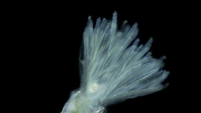 Polychaeta worm, order Sabellida under a microscope. Possibly family Fabriciidae. Video shows Radiole tentacles with many cilia that catch food, as well as gills. Indian Ocean