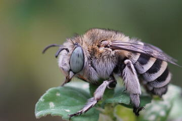 Closeup on a white cheeked digger bee, Amegilla albigena sitting on a leaf in the Gard, France