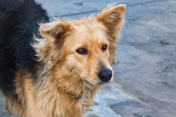 Portrait of the big yellow street dog.