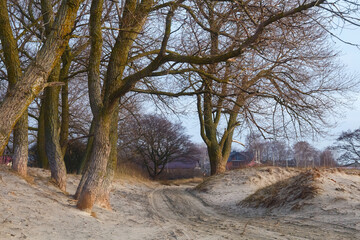 View of the Baltic Sea coast on the Vistula Spit at the winter time. Russia