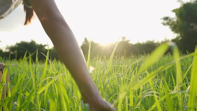 A female agricultural worker hand touches a green high grass in a gardening field, asian farmer using hand manually harvesting on a wheat growth crops against a beautiful sunlight  in clear sky 