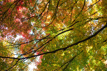 Fototapeta premium 緑のもみじ