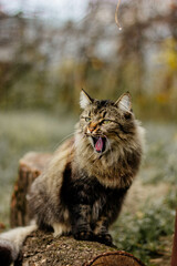 Naklejka na ściany i meble cat yawns village forest