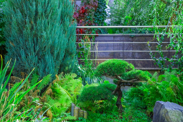 Nivaki or Garden Bonsai. Sity park landscape with pine tree, variaty green plants and fern. Atmospheric botanical scenery in summer sunny day.