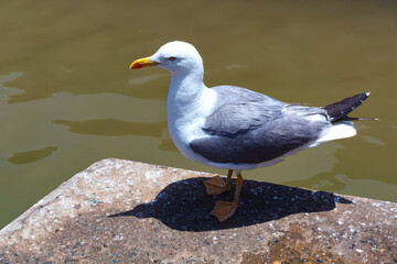 The adult yellow-legged seagull stand near the water at the sunny day.