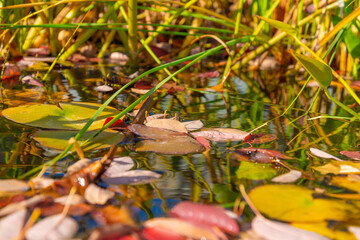 Fall colors in a river 