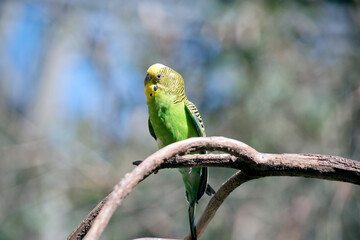 the Australian budgerigar has a green body and a yellow and black stripe face