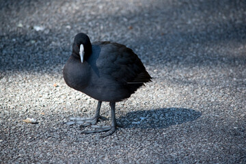 Fototapeta premium the eurasian coot is a black water bird