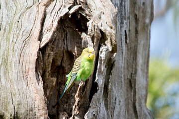 the budgie is yellow and green bird