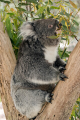 this is a side view of a koala eating leaves