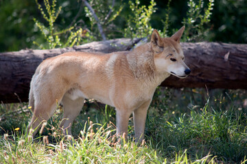 this is a side view of a  golden dingo