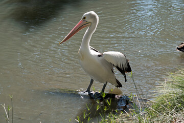 the pelican is a black and white sea bird. the pelican has a yellow eye and a pink bill