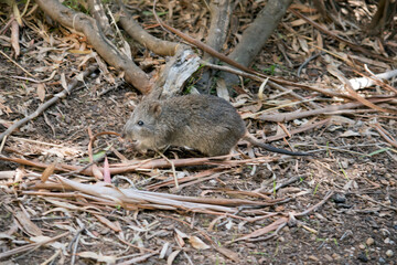 the long nosed potoroo is a small marsupial