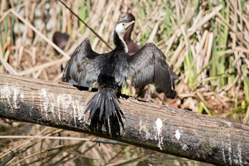 the pied cormorant is drying it wings in the sun