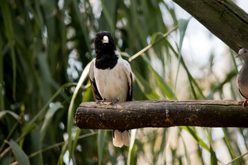 the pied butcherbird is perched on a branch
