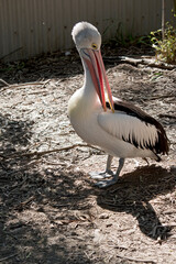 the Australian pelican is a black and white bird with a pink bill