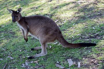 the kangaroo-island Kangaroo has brown fur and black on its face and tail