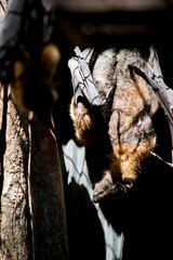 the mother fruit bat is holding her baby