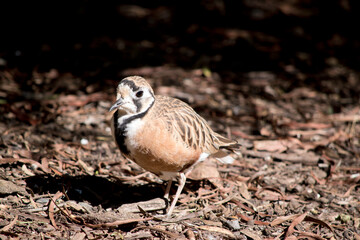 the inland dotterel is searching for food amongst the leaves