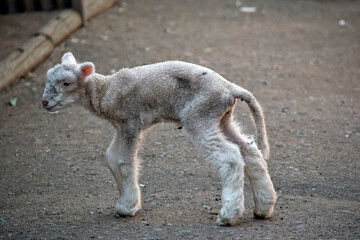 the baby lamb still has a tail