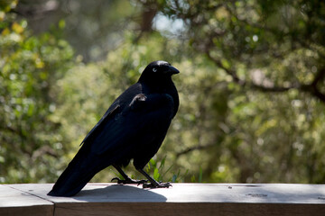the Australian raven is perched on a fence