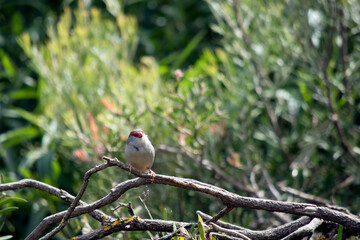 the red browed finch is perched on a branch