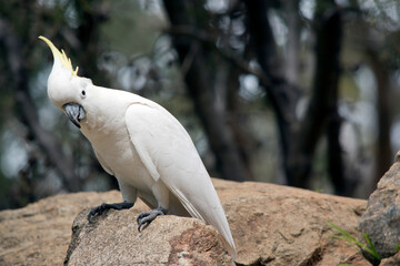 the sulphur crested cockatoo is perched on rocks