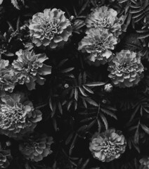 abstract black and white floral background, white flowers and soft focus, blurring and blurring of plant images, macro shooting