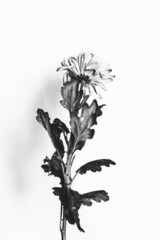 black and white flowers