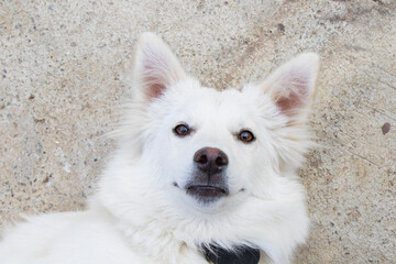 White swiss shepard, white dog