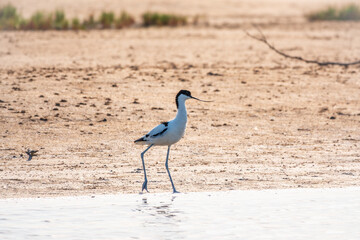 The pied avocet, Recurvirostra avosetta, is a large black and white wader with long, upturned beak
