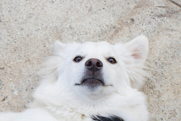 White swiss shepard, white dog