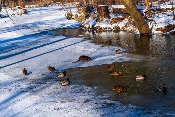 Enten und ein Nutria im Winter am Spreeufer