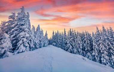 Christmas postcard. Colorful morning view of the mountain forest. Amazing winter landscape of...