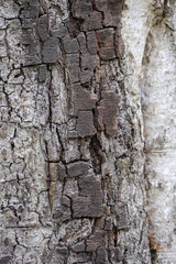 forest nature in autumn 