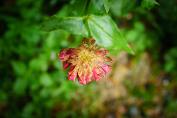 red and yellow flowers