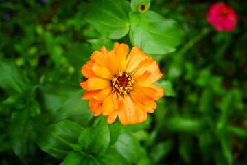 orange dahlia flower