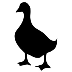 duck bird animals swan 