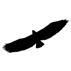 eagle bird fly 