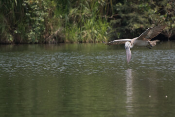 spot billed pelican in flight